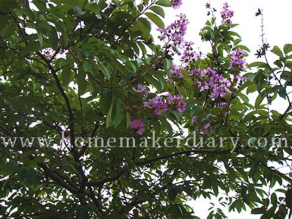 purpletree.jpg