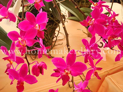 orchidfloria1.jpg