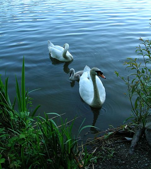 stanley_park_swans.jpg
